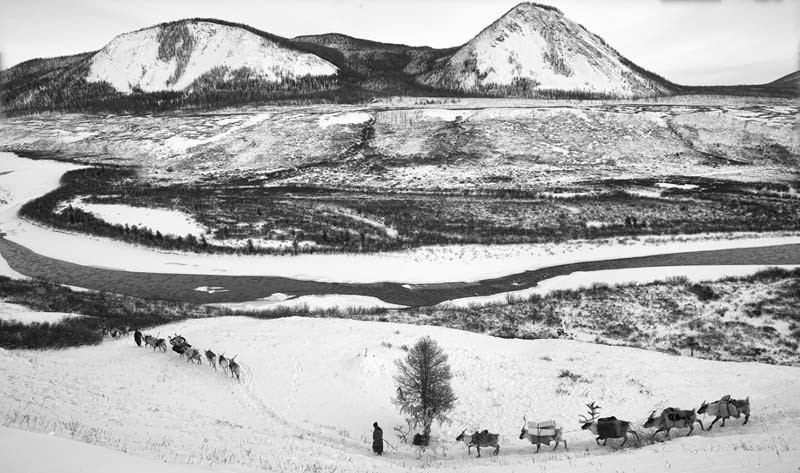 winter reindeer migration mongolia 